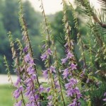 Photo of non-native Creeping or European Bellflower by Elizabeth J. Czarapata